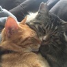 あきのかい