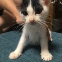 甘えん坊の子猫の里親募集中