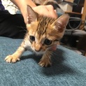 茶トラの甘えん坊です！