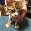 甘えん坊の茶トラです！