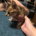 人懐っこい茶トラくん