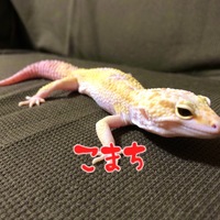 こまち