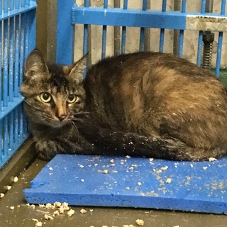 麦わらお母さん２匹の子猫と収容