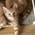 ありがとうございます