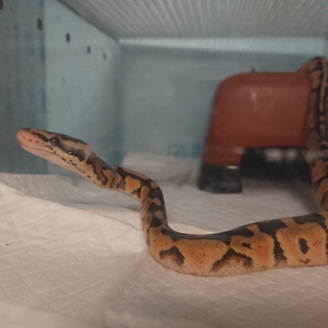 かじ71のカバー写真