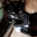 子猫ちゃん募集