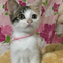 美人の三毛チビちゃん