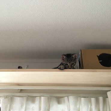 トライアル4日目。じーーっ。あの黒猫イライラするにゃ。