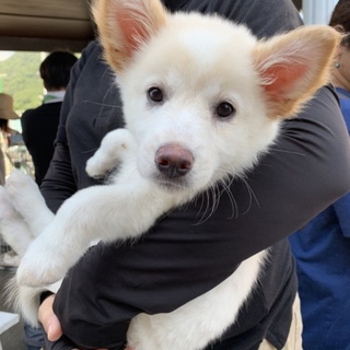 ありがとうございます