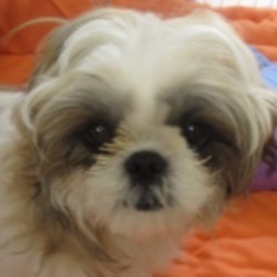 みんな、子犬だったんだね(^^♪