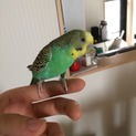 セキセイインコ ペア