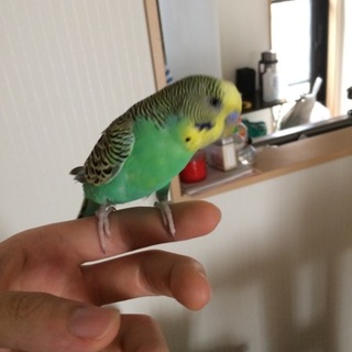 セキセイインコ ペア