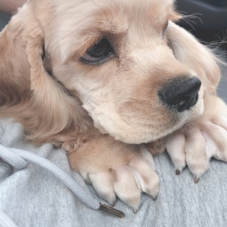 Aコッカー♂2019.01.30生まれ