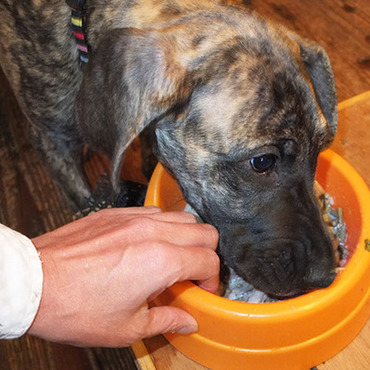 ベイビーさくらのお食事だぜ。