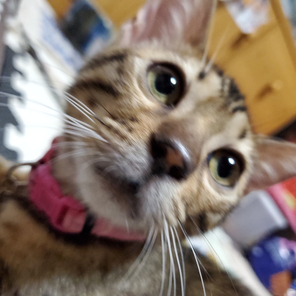 KINGのカバー写真