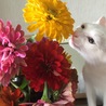 じゃぱんはぴねす