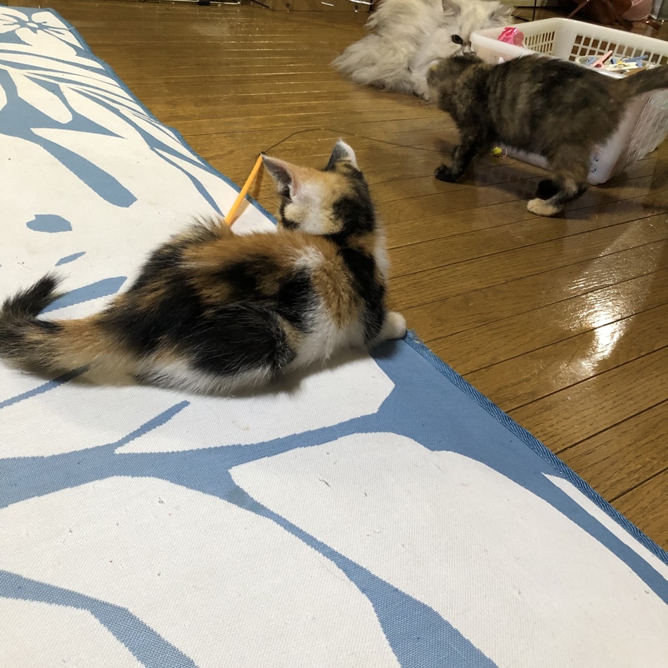 ミケのカバー写真