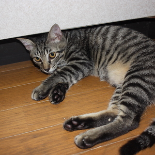 動画あり 可愛いキジトラでんか君