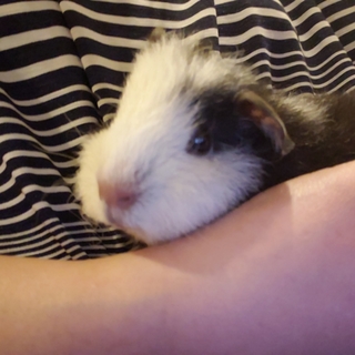 素敵な里親さん決定☆保護テディモル♂デディくん斜頚