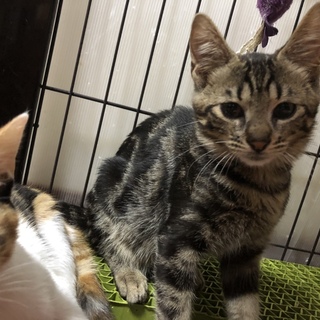 抱っこ大好きこしあん君