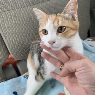 里親さま決まりました☆