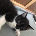 7月生まれ 子猫 
