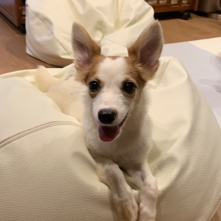 【一旦募集停止】小型mixだいず