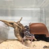 あっきーとん
