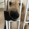 人懐こいM.ダックスです