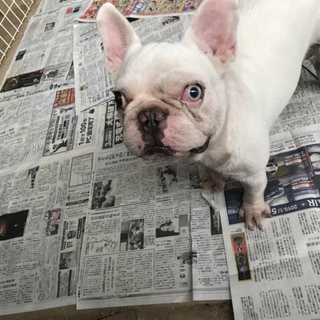 フレンチブルドック  2歳 男の子