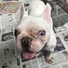 フレンチブルドック  2歳 男の子 サムネイル2