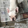 フレンチブルドック  2歳 男の子 サムネイル5