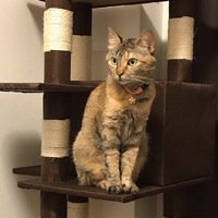 モモ