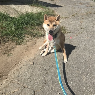 柴犬 2歳 男の子