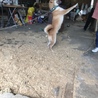 柴犬 2歳 男の子 サムネイル3