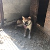 柴犬 2歳 男の子 サムネイル4
