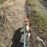 柴犬 2歳 男の子 サムネイル5