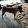 柴犬 2歳 男の子 サムネイル6