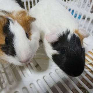 モルモット　メス2匹　生後4か月