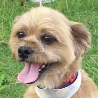 里親さんきまりましたミックス犬♂マロン4～５歳