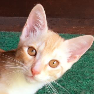 ☆募集一時停止 茶トラ 男の子 天馬くん☆