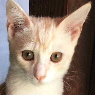 募集一時停止薄茶トラ男子☆冬馬くん