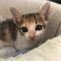 大きいお耳のミケ仔猫ニャン♡