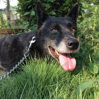 緊急手術で命拾いしたママ野犬松子ちゃん