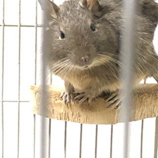 双子デグーのどんぐりとひまわり、里親募集中！！！