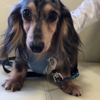 クリクリお目目と 艶やかな毛並みの、ぺんぺん君