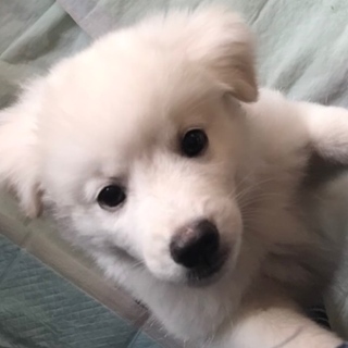 ありがとうございます