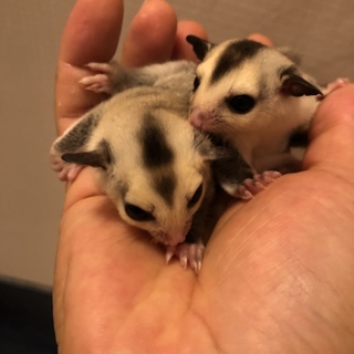 フクロモモンガのベビー2匹 里親募集中