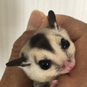 フクロモモンガのベビー2匹 里親募集中 サムネイル3