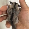 フクロモモンガのベビー2匹 里親募集中 サムネイル4